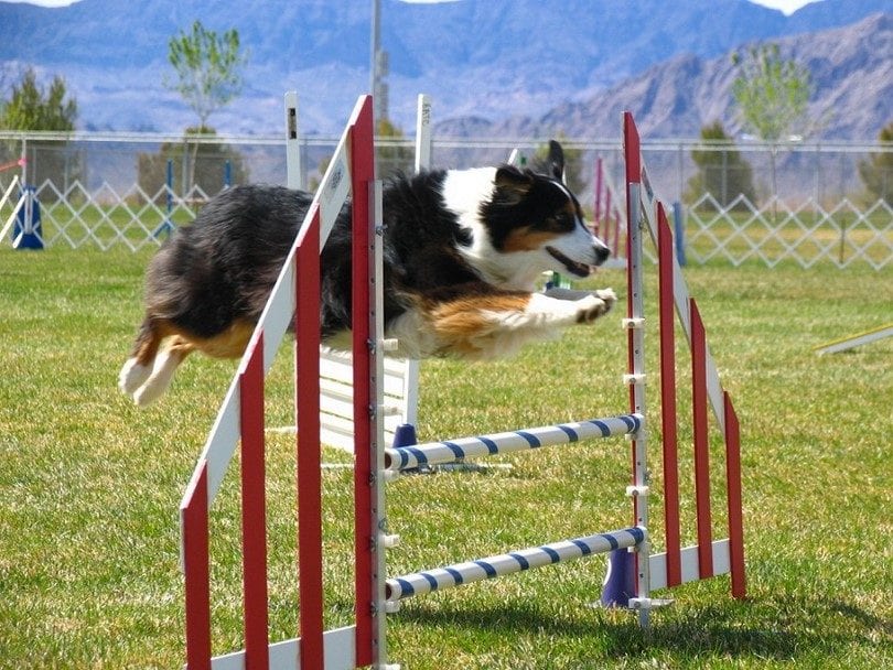 RYS Girls Volunteer at the Western Colorado Dog Agility Trials