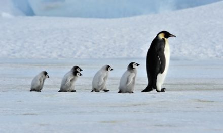 Walk Like A Penguin